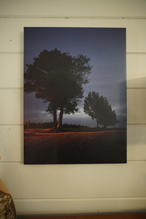 The Grand Tree in the Vineyard